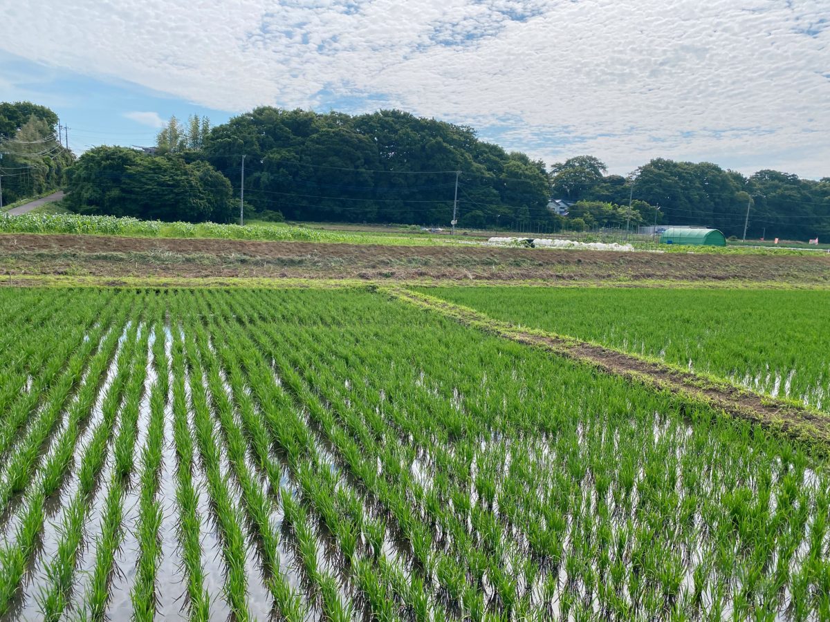 田んぼと緑が織りなす、前ヶ崎ならではののどかな風景は、気持ちが穏やかになり、心地よい〜