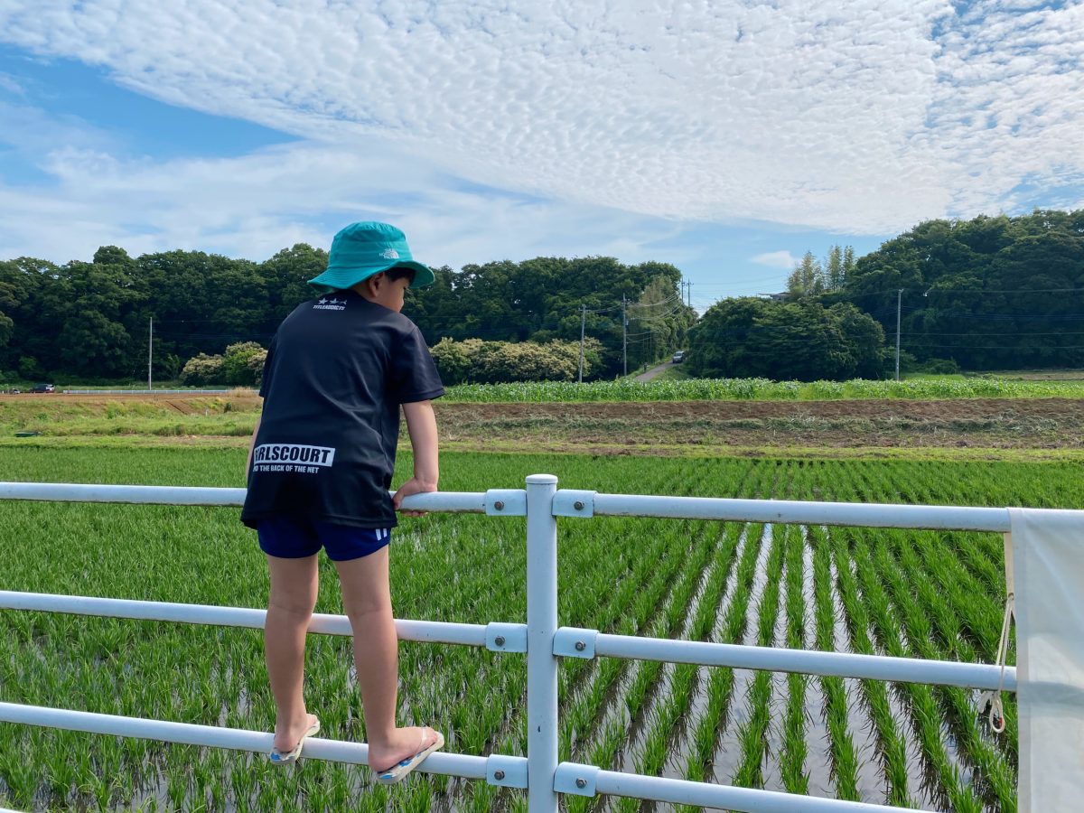 「まま！田植えした苗、のびてるね！」 田んぼの変化に自分で気づけるって、なんだか誇らしい〜小さな発見が、学びと成長の種に〜