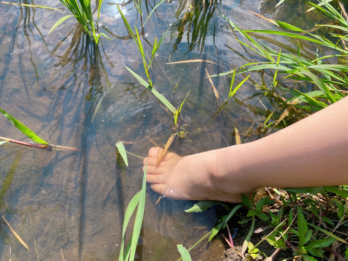 透き通った水に、そっと一歩。ひんやり気持ちよくて、田んぼとの再会にわくわく！
