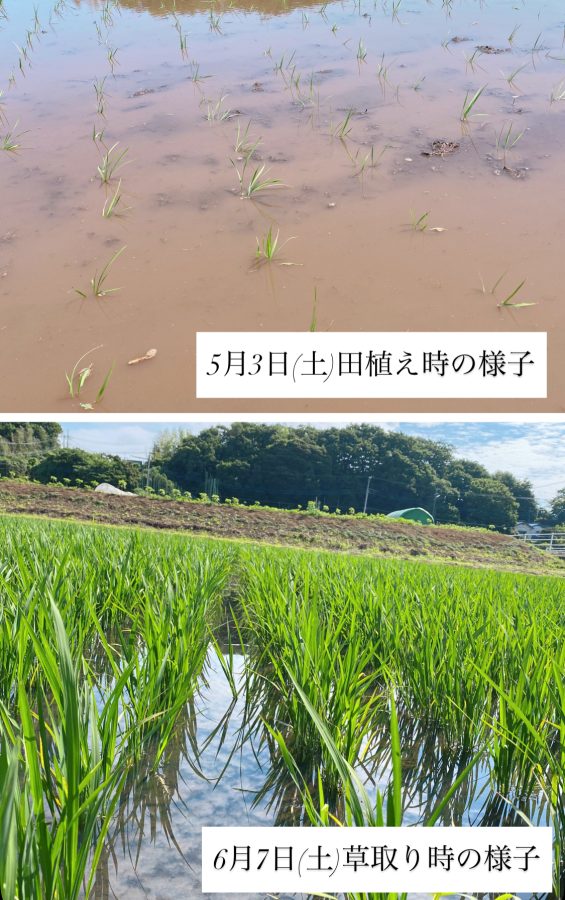 苗の成長比較（5月3日田植え→6月7日草取り）約1か月でこんなに成長！ 田植えしたばかりの小さな苗が、青々と力強く伸びていました〜「大きくなったね〜！」と感動の声が田んぼに降りそそぎました〜