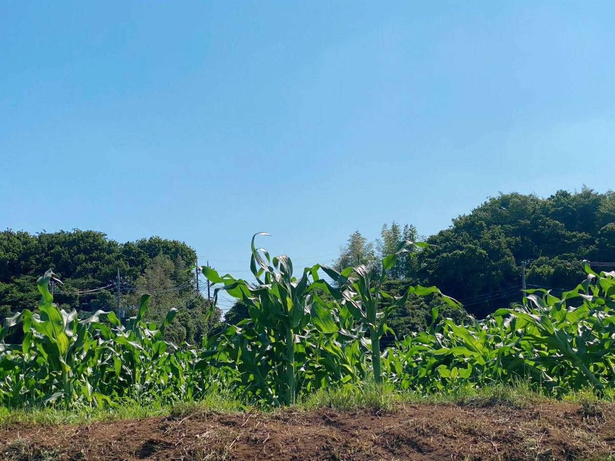 　となりの畑ではとうもろこしがぐんぐん成長中！収穫体験も予定されているそうで楽しみ！