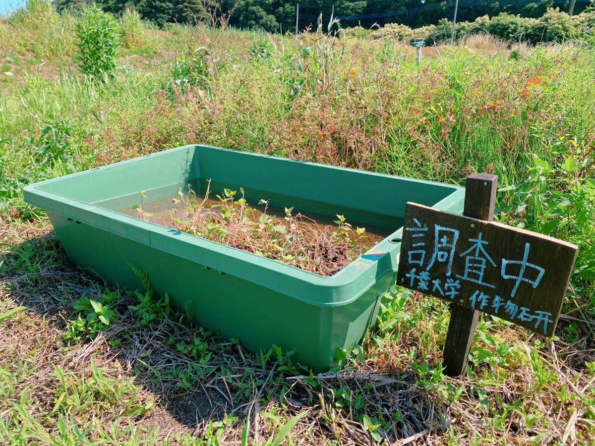 さらに、田んぼでは千葉大の大学院生による生き物の研究も行われていて、次回はそのお話も聞けるそう(^^)親も子も、学びと楽しさがいっぱいの「お田んぼクラブ体験」は、まだまだ続きます！