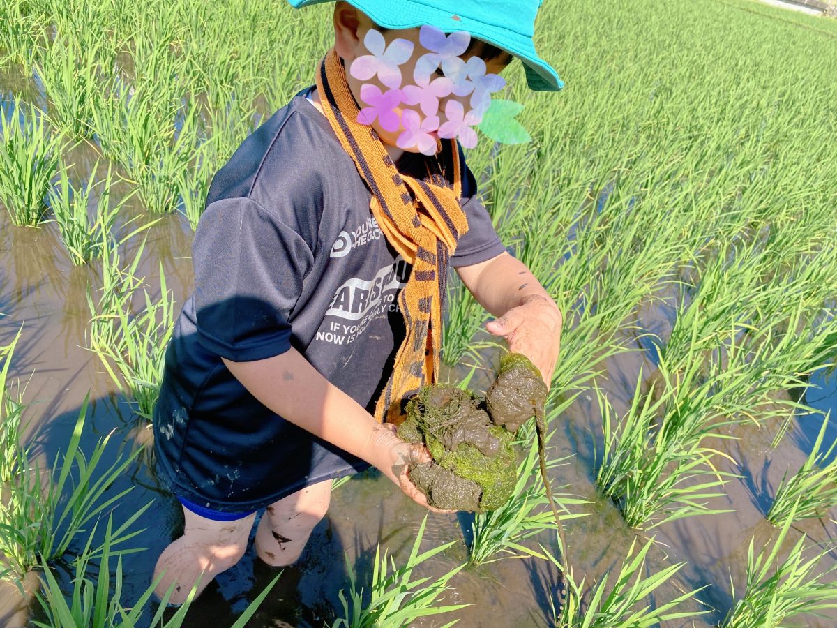 藻を丸めてお団子に！夢中になっていくうちに、どんどん大きくなって…これは遊び？作業？どっちも楽しい！