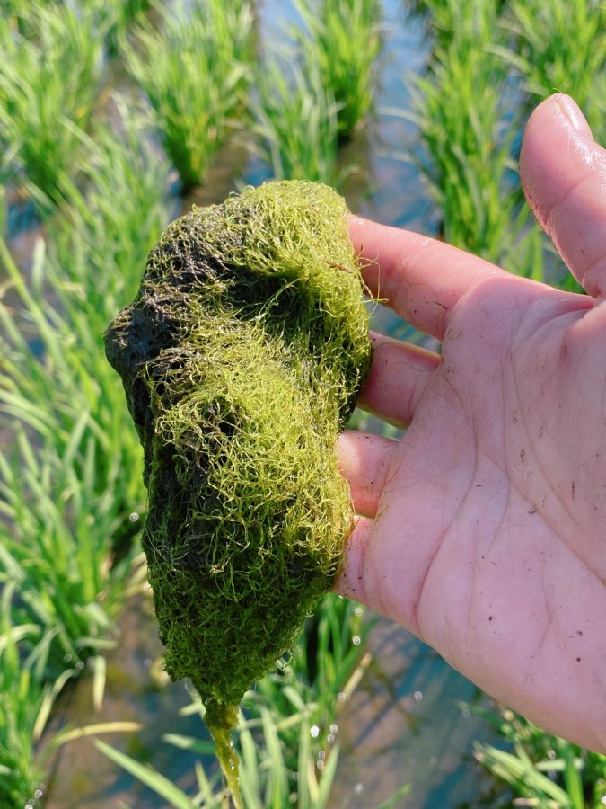 手の中の藻は、細くてやわらかい緑のヒモのよう 「なにこれ〜？」「気持ちいい〜！」と大盛り上がり♩自然にふれることで、好奇心がぐんぐん育ちました