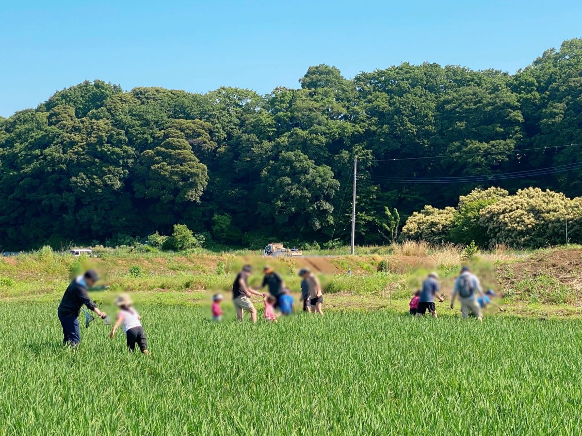 『ひざまで伸びた稲と一緒に』 子どもたちの背と比べてみると、苗の成長がよくわかる！次に来る頃にはどれだけ大きくなっているかな？とワクワク。