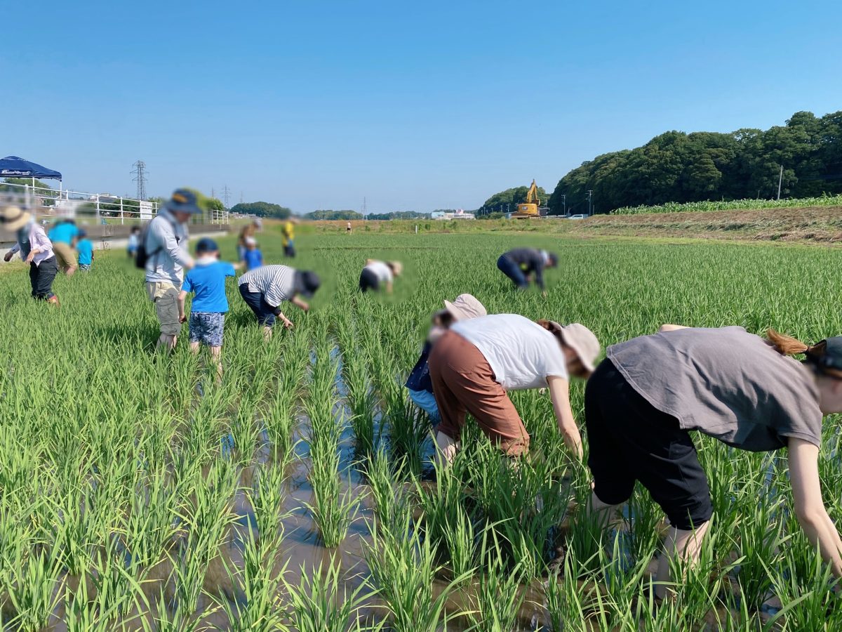 腰を曲げて、じっくり丁寧に〜2列から4列をゆっくり進みながら、一つひとつの雑草を見逃さずに取り除いていきます〜集中力と根気が試される作業！