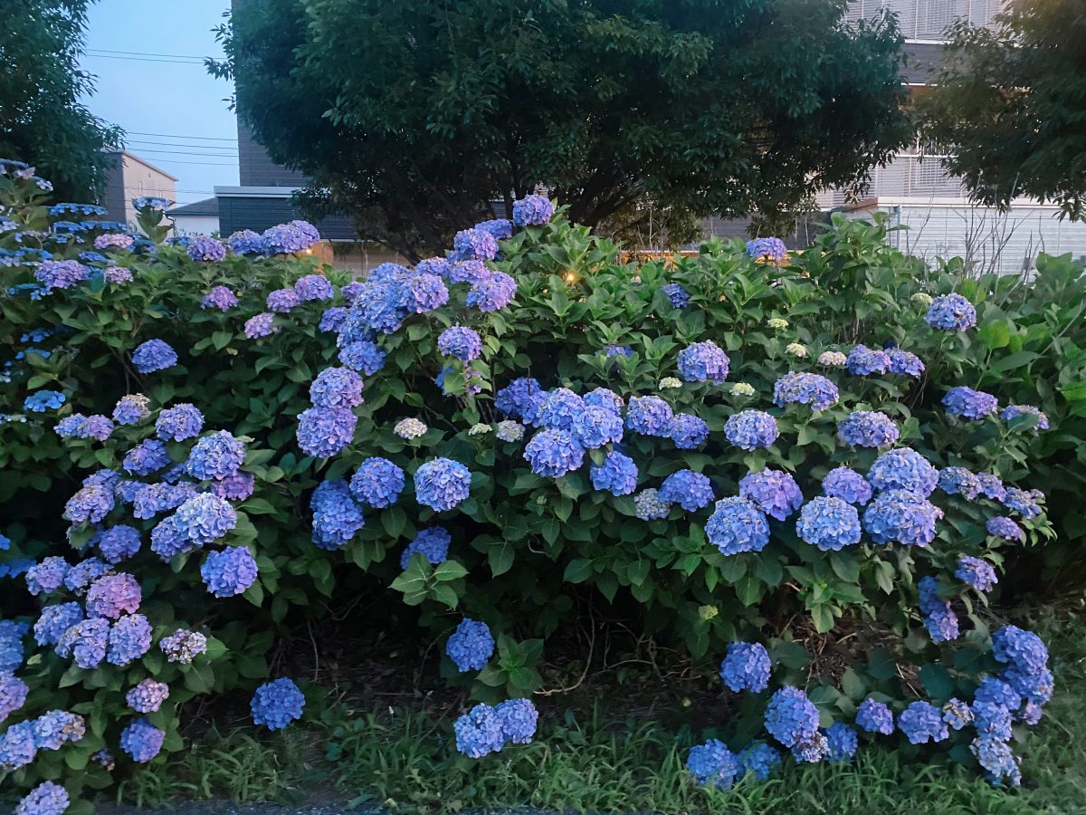毎年楽しみにしている紫陽花♡今年もキレイに咲き誇っていました
