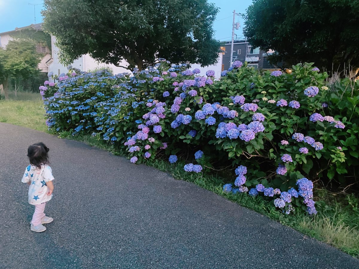 ふわっと咲き誇る紫陽花に癒されて・季節の移ろいを感じるスポット！！