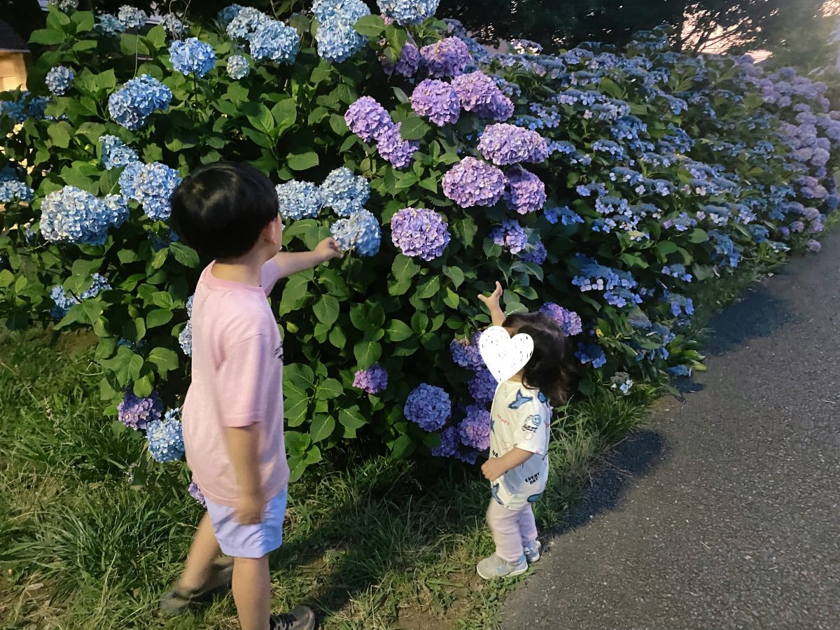 ふんわり咲く紫陽花に思わず見とれる♡ 紫陽花の色に季節を感じて、子どもと歩くおさんぽ時間がちょっと特別に