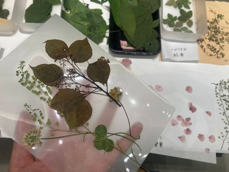 選んだ植物をシートの上にのせていきます