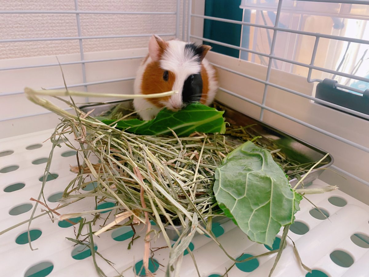 モグモグ…夢中で食べるサイダーくん！ 「おいしい顔」ってこういうこと♡