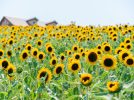 【泉ケ丘】夏のハーベストの丘も大満喫“2025年夏休みの情報まとめ”！ひまわり畑や夏祭りイベントでミニ花火ショーまで！？