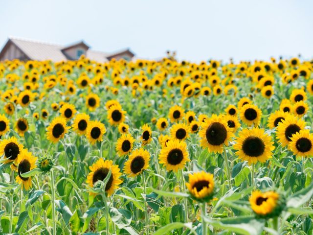 【泉ケ丘】夏のハーベストの丘も大満喫“2025年夏休みの情報まとめ”！ひまわり畑や夏祭りイベントでミニ花火ショーまで！？