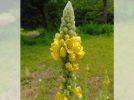 【流山市】6月の理窓公園の散歩道で見つけたかわいい野草たち