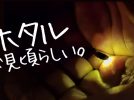 【箕面市】え、こんな簡単に見れるん…？箕面の滝でホタルを見てきました！