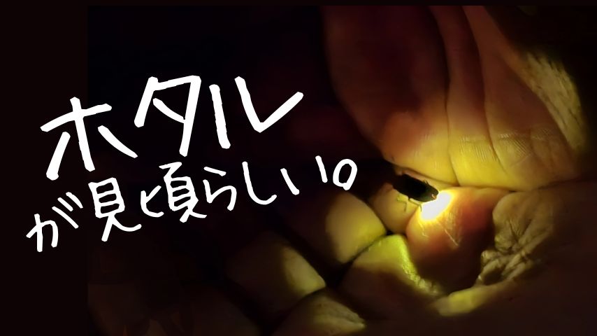 【箕面市】え、こんな簡単に見れるん…？箕面の滝でホタルを見てきました！