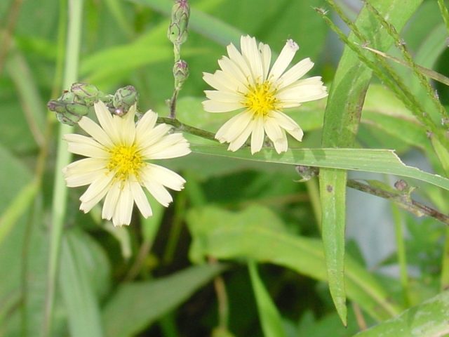 【柏市】【流山市】【松戸市】身近な野草たちと出会う「かめ歩き」その１