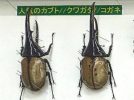 【柏市】2025年8月2日(土)-3(日) 昆虫展＠洒井根近隣センター by 東葛昆虫愛好会