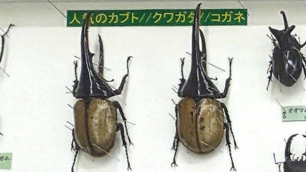 【柏市】2025年8月2日(土)-3(日) 昆虫展＠洒井根近隣センター by 東葛昆虫愛好会