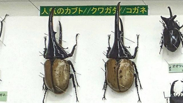 【柏市】2025年8月2日(土)-3(日) 昆虫展＠洒井根近隣センター by 東葛昆虫愛好会