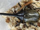 【流山市】2025年8月8日(金)-10日(日)「 昆虫ってすばらしい！ 身近な昆虫と世界の昆虫展」＠流山エルズ