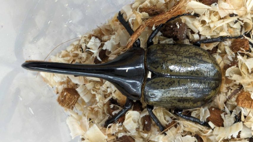 【流山市】2025年8月8日(金)-10日(日)「 昆虫ってすばらしい！ 身近な昆虫と世界の昆虫展」＠流山エルズ