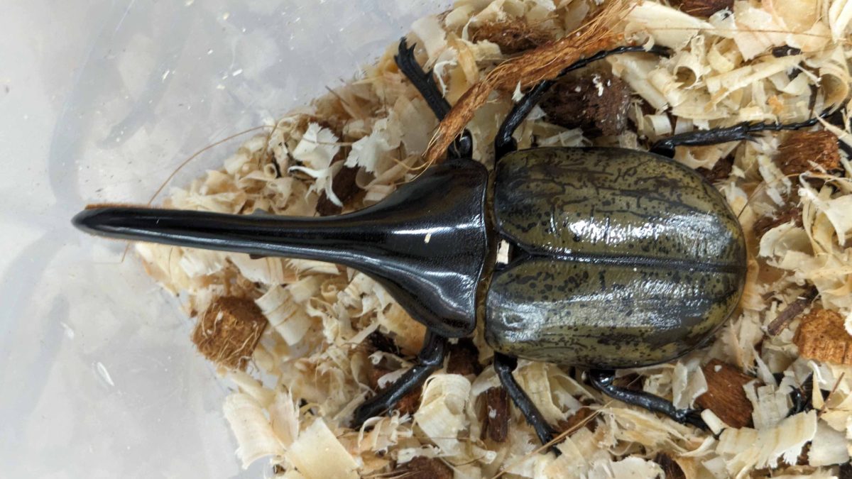 【流山市】2025年8月8日(金)-10日(日)「 昆虫ってすばらしい！ 身近な昆虫と世界の昆虫展」＠流山エルズ