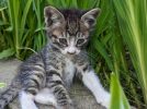 【松戸市】【流山市】【柏市】2025年8月のねこ情報～8/2(土),9(土),23(土) 保護猫譲渡会、8/3(日)フリマ出店、 8/24(日)協働まちづくりサロン「ペットと安心して暮らすことができるまちづくりを考える」 by NPO法人にゃん2