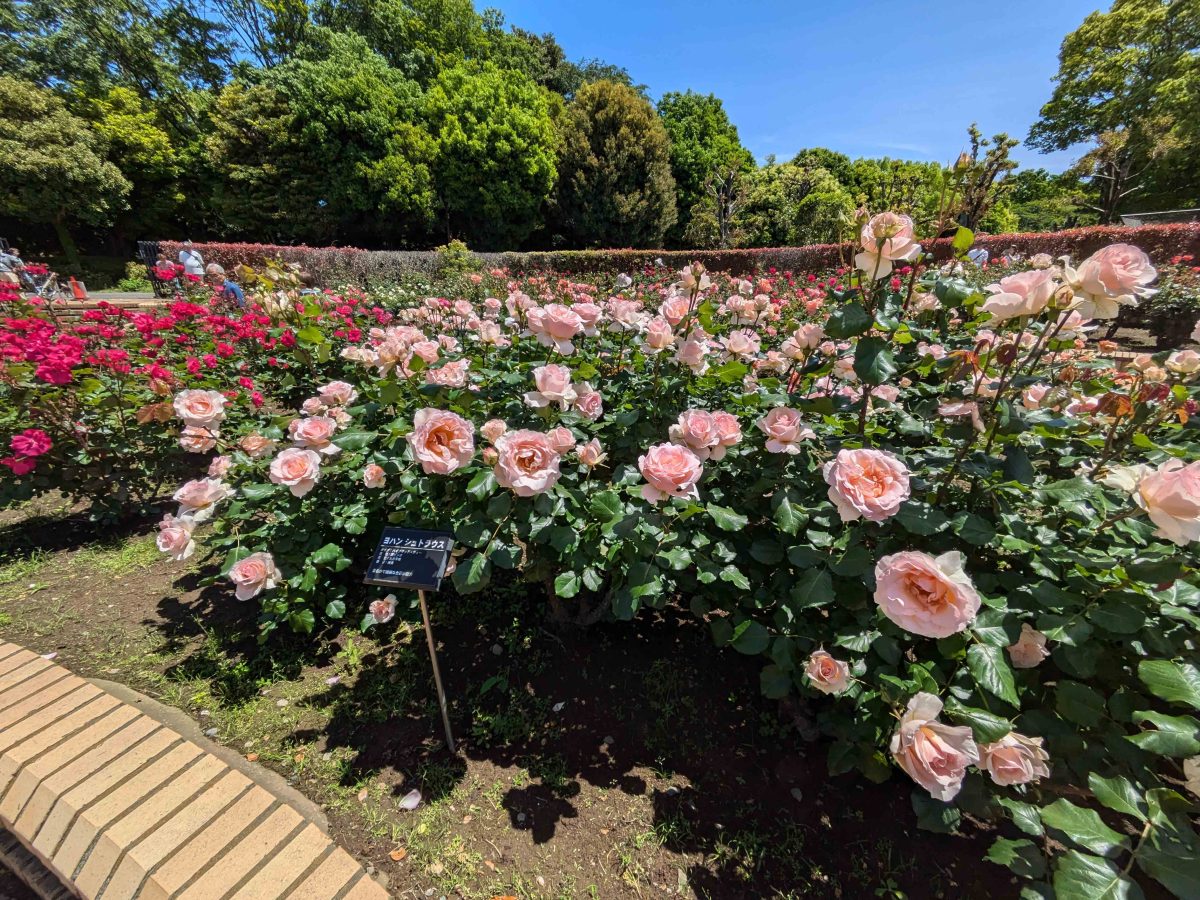 柏の葉公園のバラ園