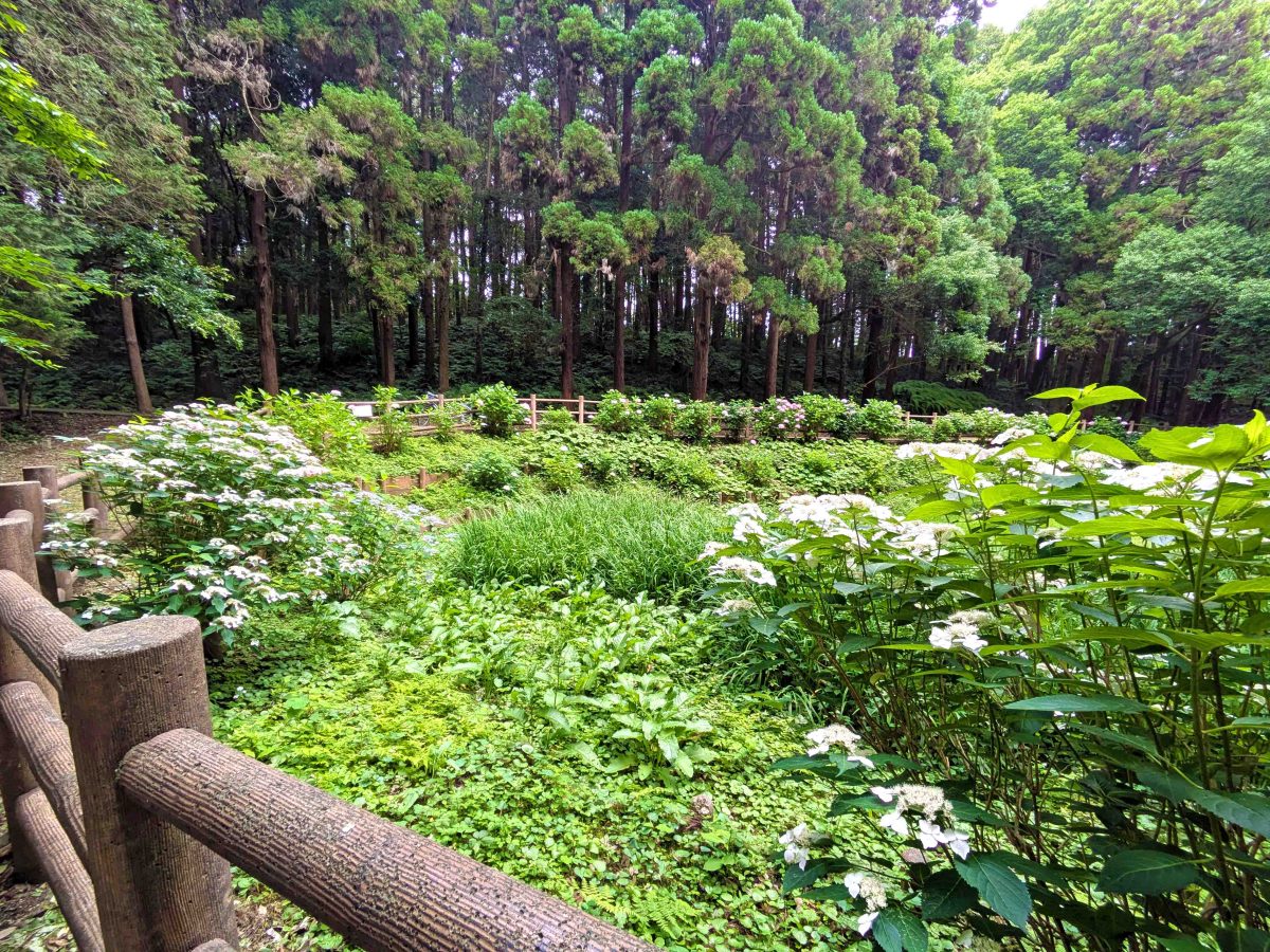 あやめ池の柵沿いにアジサイがちらほら