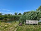 【柏市】2025年7月20日(日)ミライいのち池の生きものとお話ししよう！～今回は夕方に開催する特別プログラム～ in 手賀沼フィッシングセンター