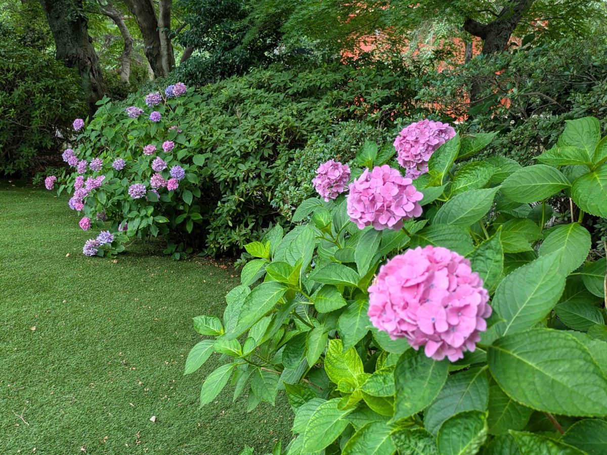 7月上旬でしたが、まだ所々であじさいが咲いていました。