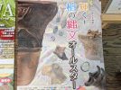 【柏市】2025年7月19日(土)～11月16日(日)「輝く！柏の縄文オールスター」開催＠柏市郷土資料展示室