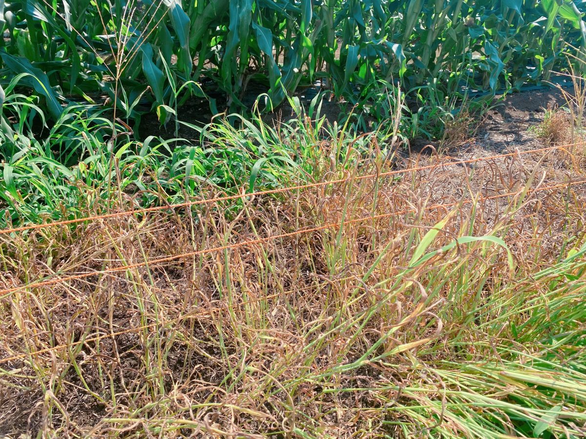 畑には害獣対策の電柵も・野菜を守る工夫を学びました