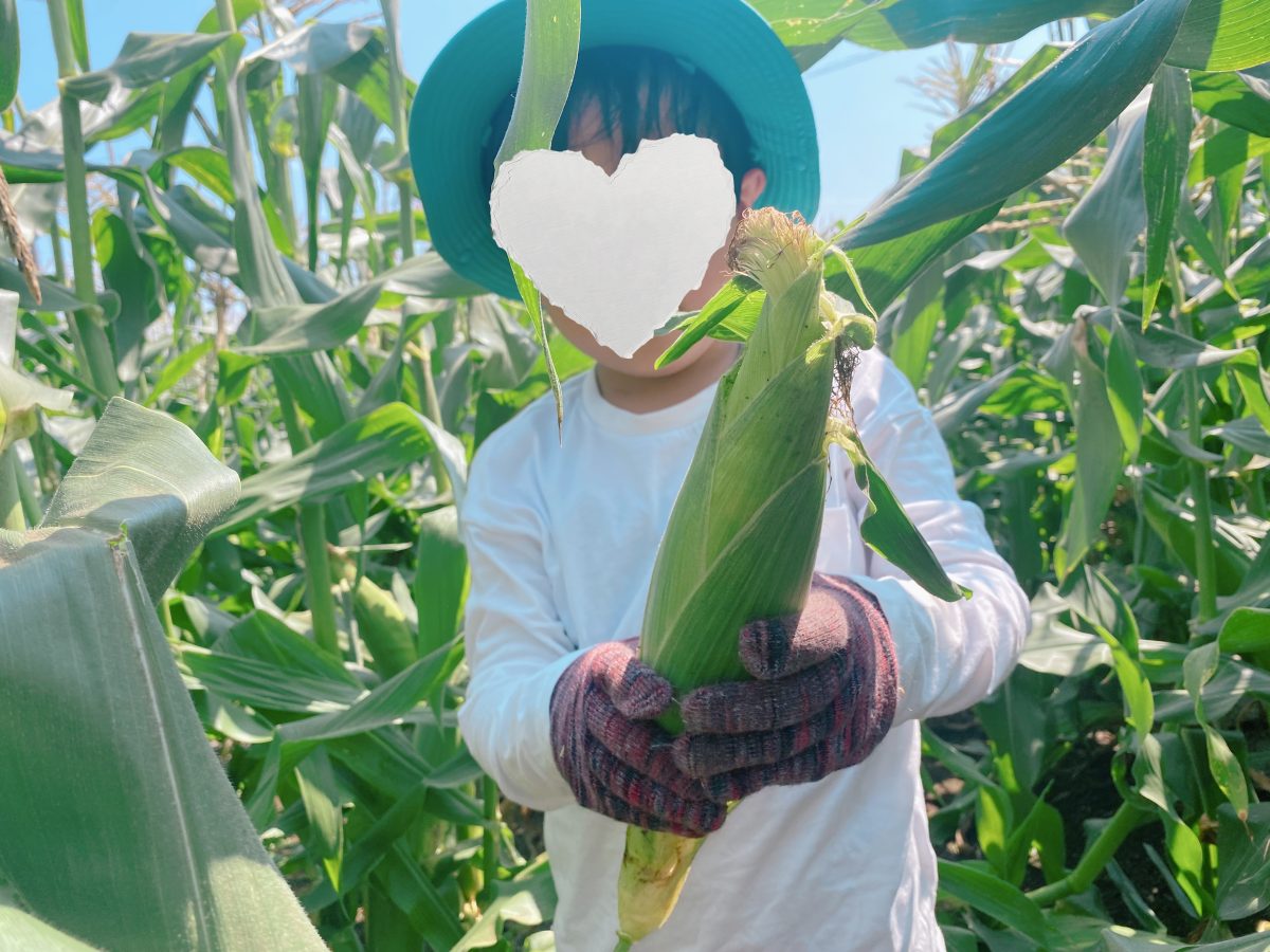 ポキッと音が響く瞬間！6歳息子、初めての収穫に大成功！