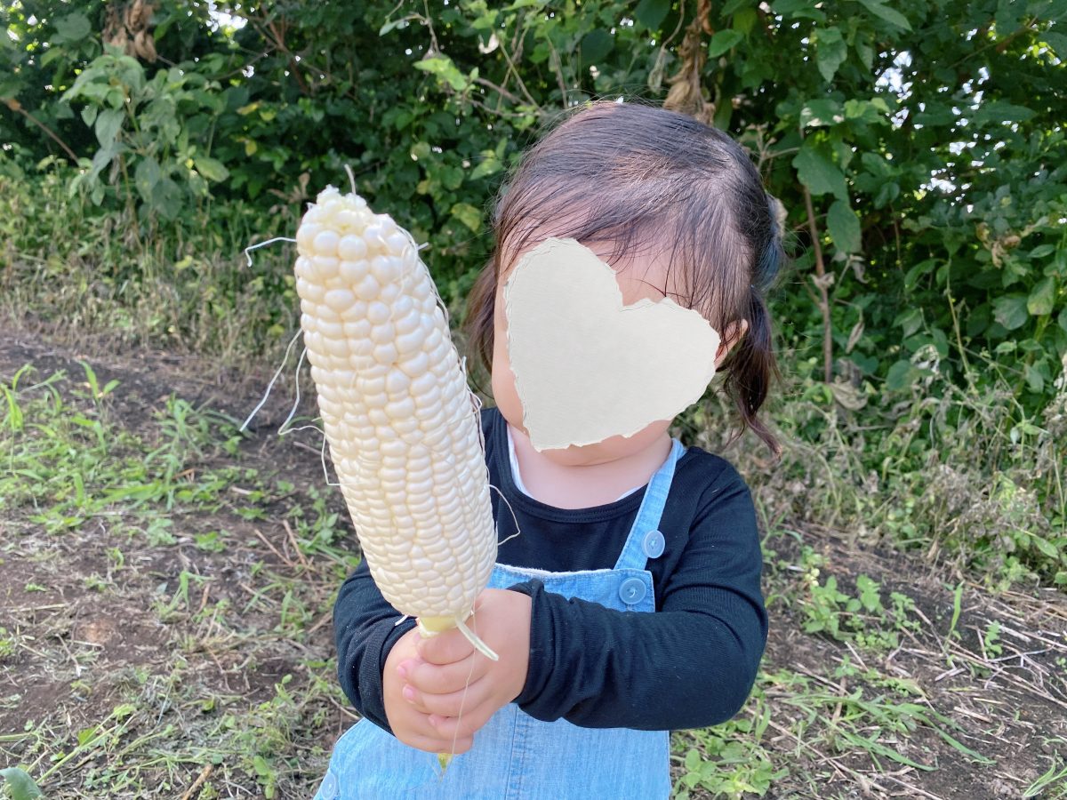 透き通るような白い粒がぎっしり。美しすぎるホワイトコーンに感動！