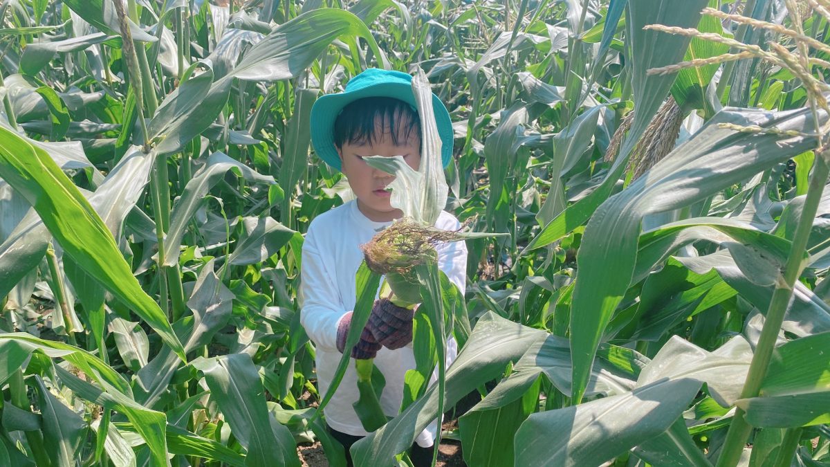 【野田市】フルーツみたいな甘さ！栗田農園さんでホワイトコーンを収穫♩ 〜親子で楽しむ夏のほんもの体験レポート〜