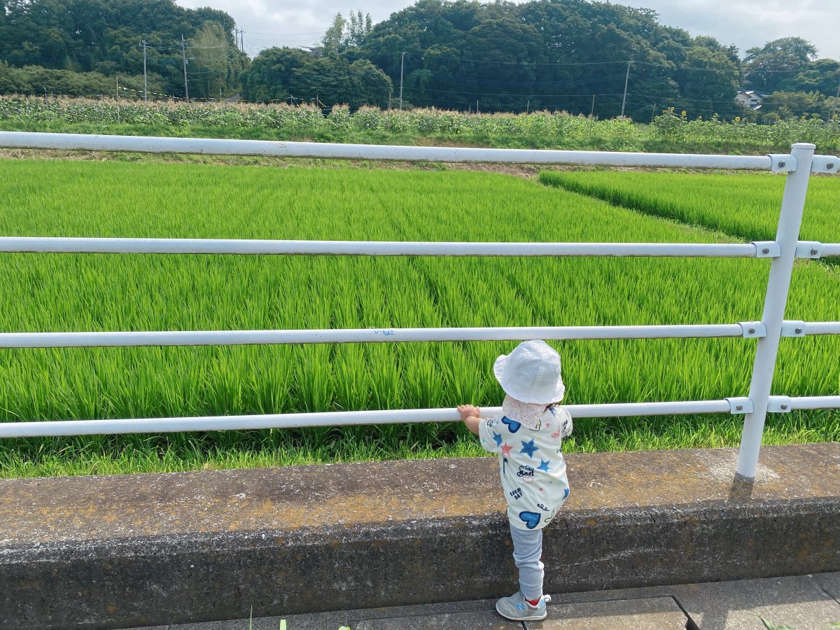 ぐんぐん育つ稲！緑豊かな自然が広がる前ヶ崎の田園風景は1歳児も見惚れる美しさ