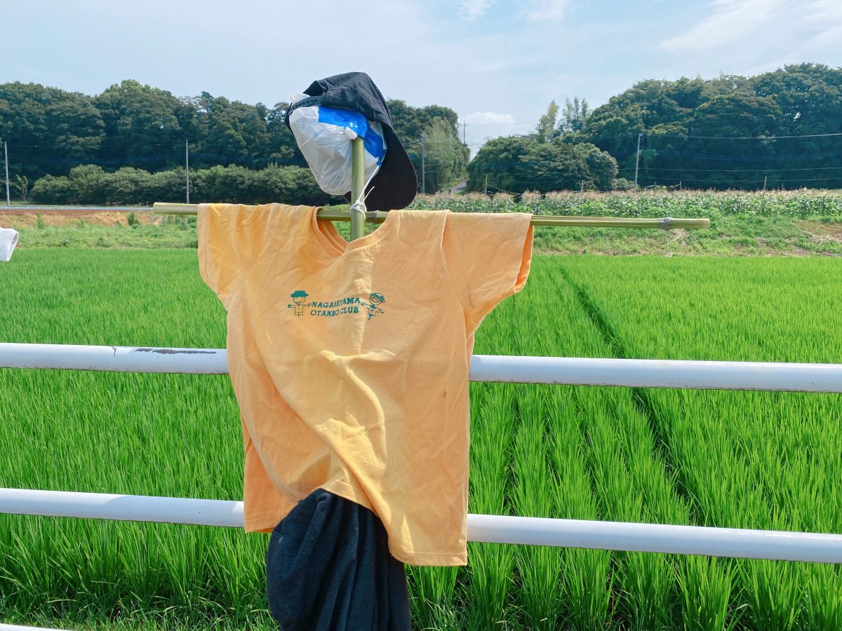 流山お田んぼクラブTシャツ着用！