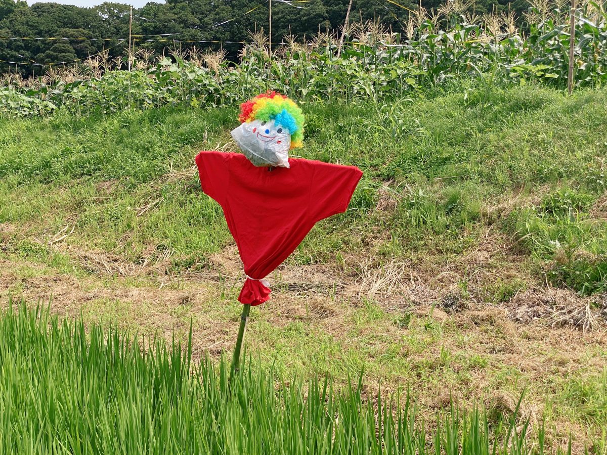 親子でつくった〝はじめてのかかし”『おこめまもるくん』よろしくね♩ みんなで植えたお米を見守ってね〜風にも雨にも負けずにがんばって！ おいしいお米ができますように〜