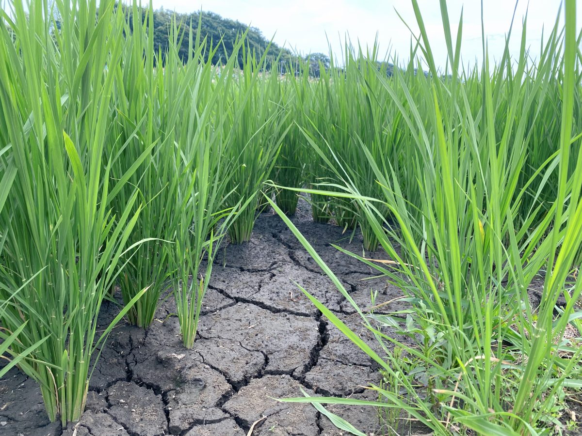 田んぼは〝中干し”をしていました〜稲の生育途中で、あえて田んぼの水を抜いて一時的に乾かす作業があるとは！はじめて知りました〜