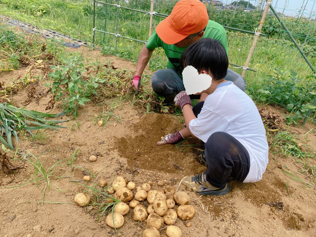 『品種は男爵』 土の中から“ぽこぽこ、コロン”と出てくるじゃがいもに息子は大はしゃぎ！ その日のうちに塩ゆで＆丸かじりで「うま〜い！」とぺろり！中サイズを4個も完食しました〜今回も素晴らしい体験をありがとうございました(^^)