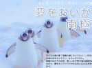 【柏市】8月7日「“夢ってすごい！”が心に残る夏に　親子で聞きたい！南極の海の話」