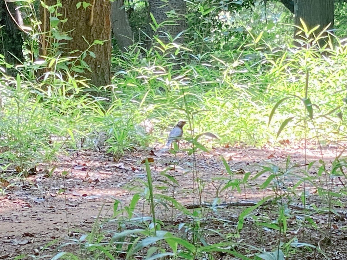 森の中にひろがる鳥のさえずり…耳をすませて歩いてみると、いた！てくてくお散歩中の鳥さん♩