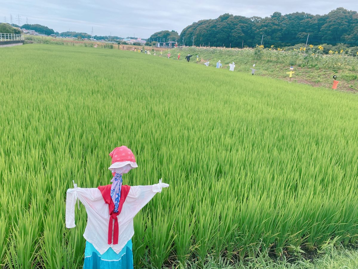 前回のかかしづくりから1週間ぶり！ すっかり“我が家の旬スポット”になった田んぼへ再び♩ 今回のお楽しみは、となりの畑のとうもろこし狩り！