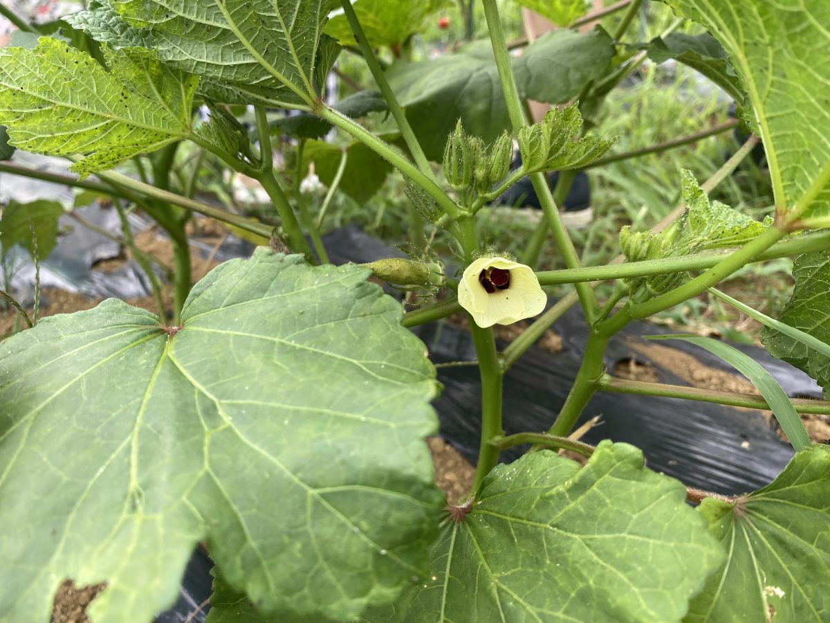 花が咲くの？そうだよね！ 当たり前のようで、なかなか見る機会がないからこそ、学びが深まる