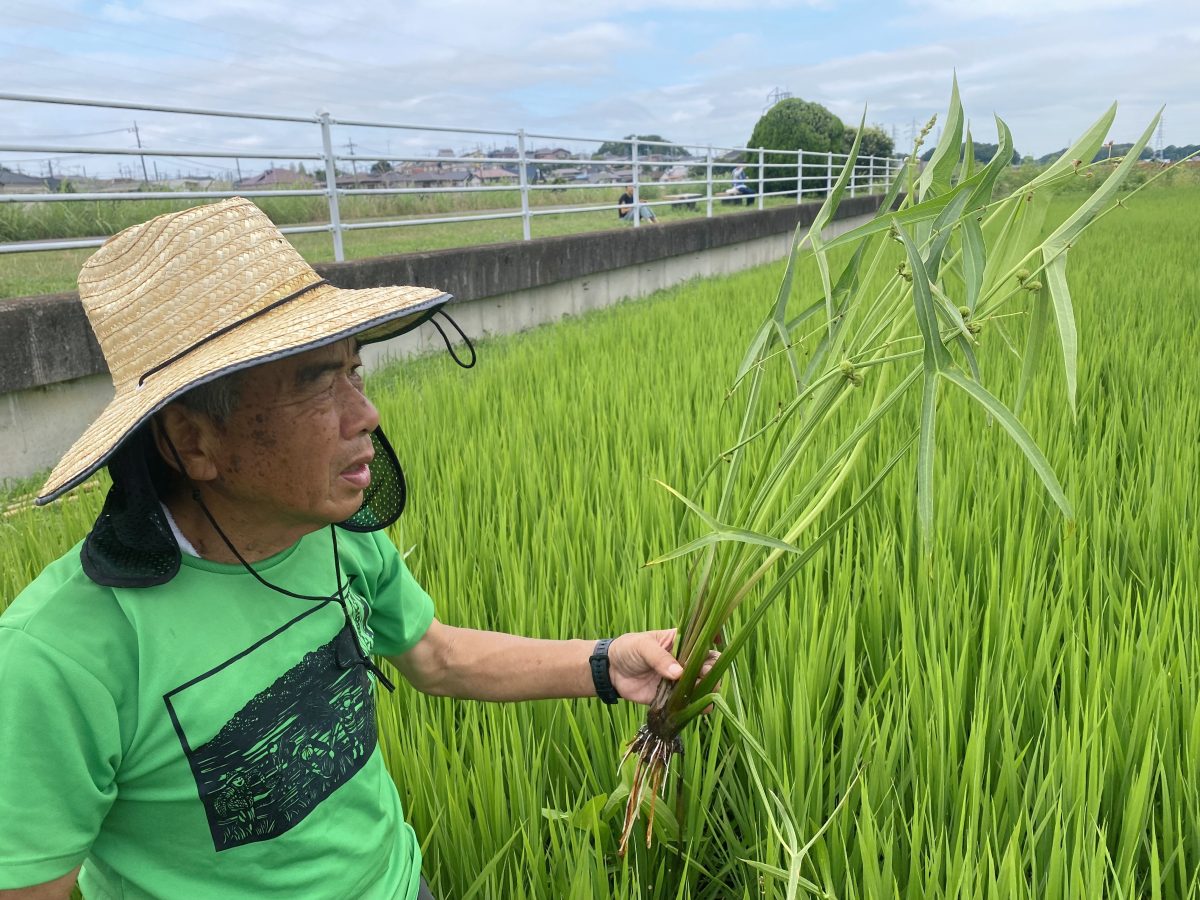 田んぼの中には、稲と一緒に草もぐんぐん成長！ 抜かれた雑草の大きさに驚き！！！