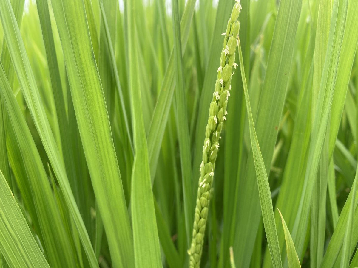 「これがお米の花」 小さくて白くて、なんだか可憐✿初めての発見に親子でじーっと見入っちゃいました