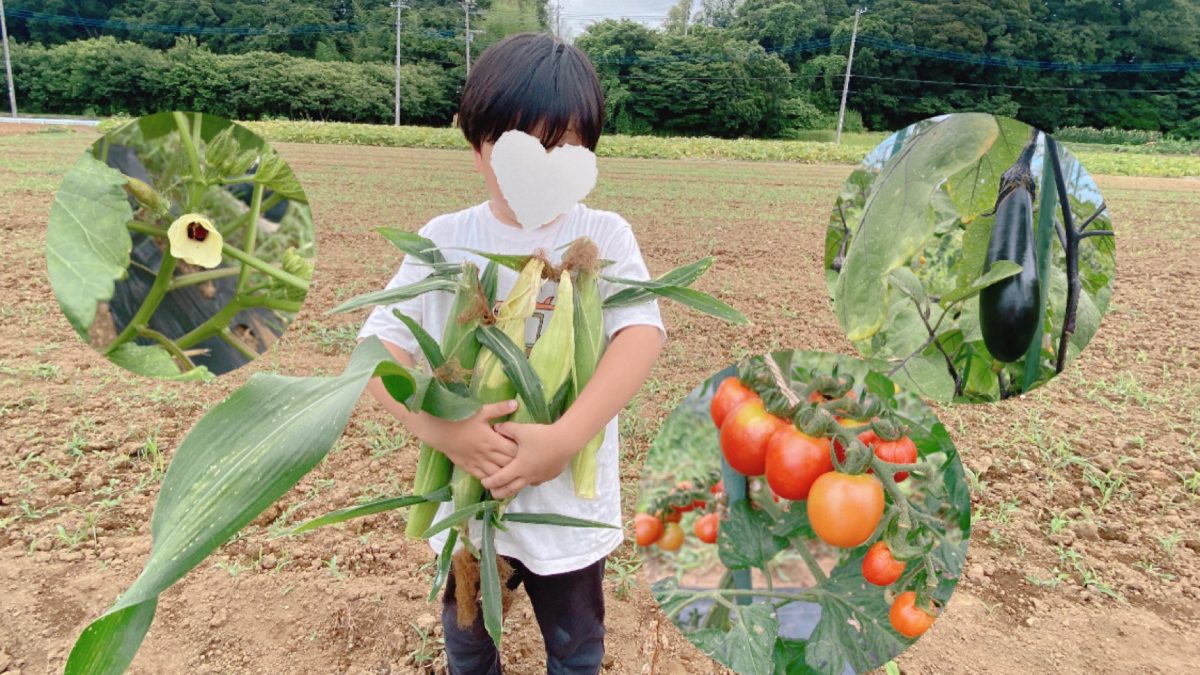 【流山市】田んぼの隣で畑の恵み！親子でとうもろこし狩りへ〜流山お田んぼクラブvol.4体験レポート〜