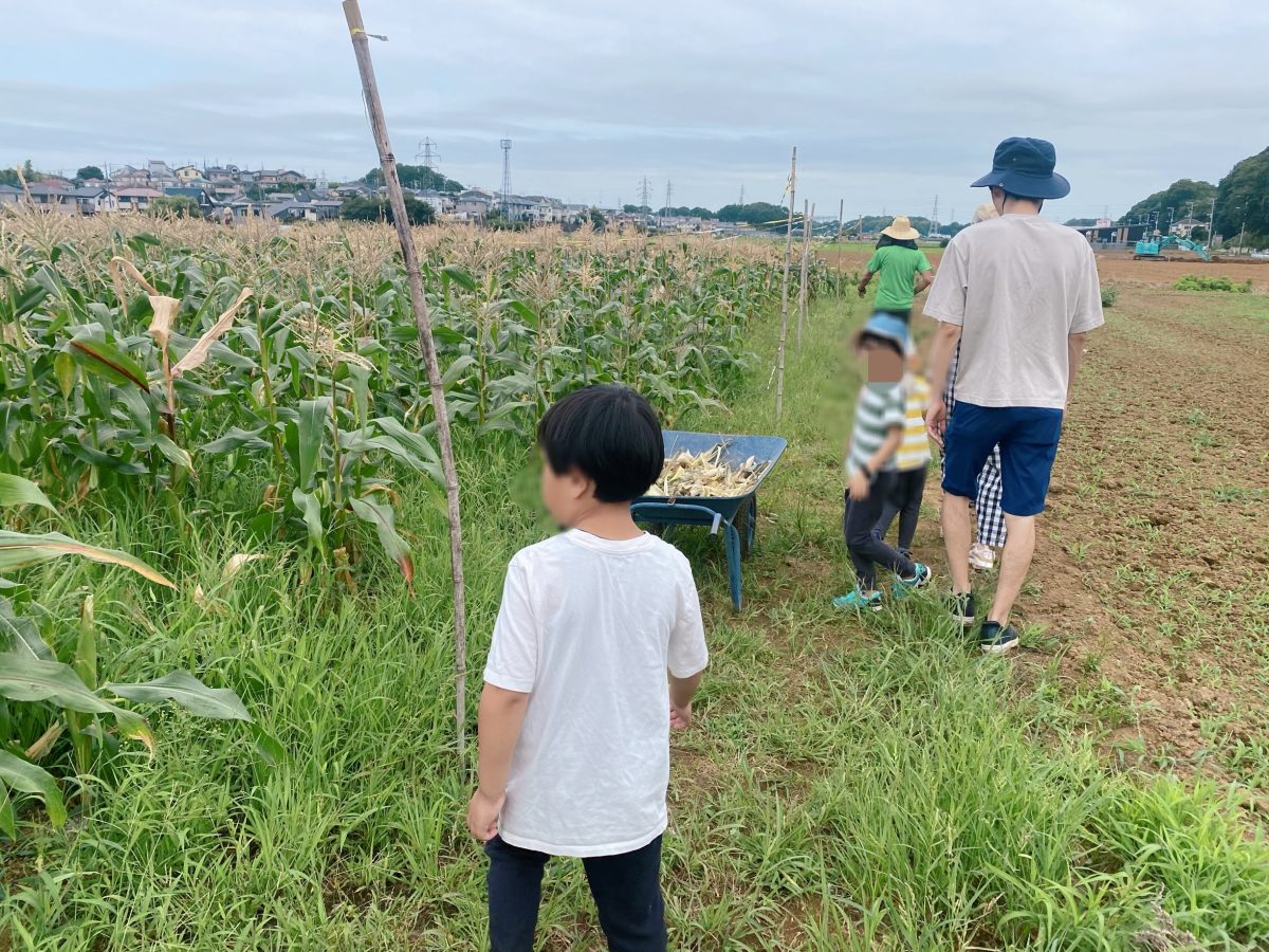 目の前に広がるとうもろこし畑！ 背丈より高く育ったとうもろこし畑！子どもたちは探検隊気分でぐんぐん進みます♩